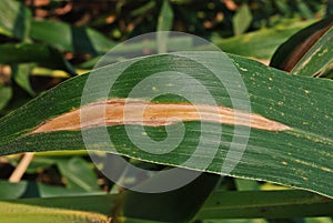 Corn disease;fungus disease