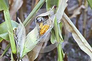 Corn diseases