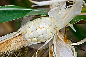 corn are Diseases