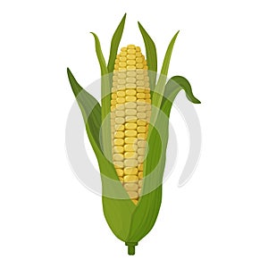 Corn drawing cartoon, large cob with leaves and grains. Corn icon