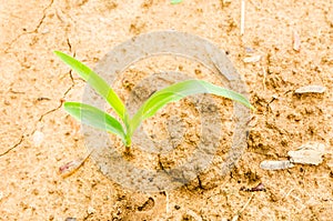 Corn on drought field