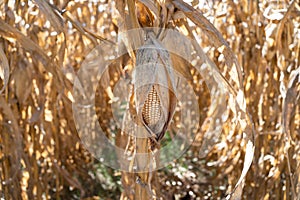 The corn is dry on your plant and will make flour. photo