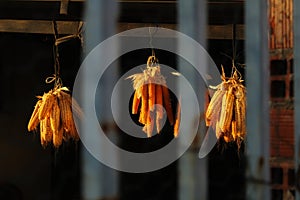 Corn drying in the sun in a cottage