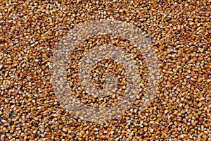 Corn drying in the sun in rural China.