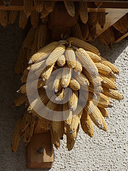 Corn drying in the sun