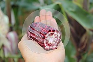 Corn ear by cross section that show colors of cob and kernel on a human hand.