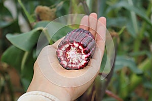 Corn ear by cross section that show colors of cob and kernel on a human hand.