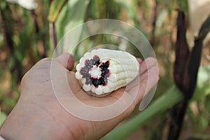 Corn ear with cross section that show purple cob on a human hand.