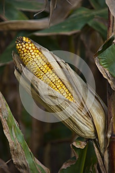 Corn Ear Drying Farm Cornstalk Closeup Detail