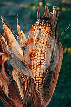 Corn ear with fungal disease, agriculture and farming