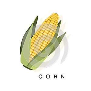 Corn Ear, Infographic Illustration With Realistic Cereal Crop Plant And Its Name