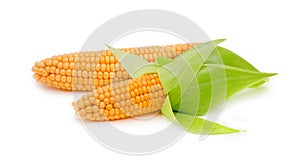 Corn ear isolated