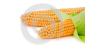 Corn ear isolated