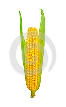 Corn ear isolated on white background with clipping path