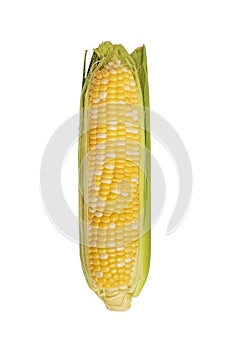 Corn ear isolated on white background. Fresh corncob isolated on white