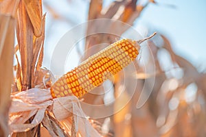 Corn ear in maize crops field