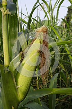 Corn ear on plant