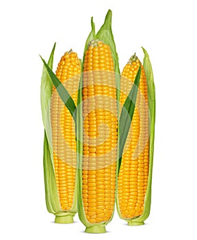 Corn ears