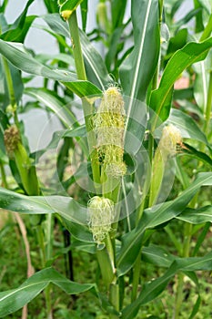 Corn ears on the corn stalks