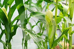 Corn ears on the corn stalks