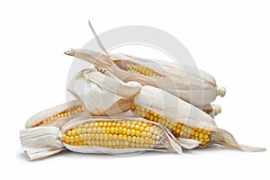 Corn ears on a white background
