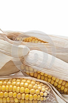 Corn ears on a white background