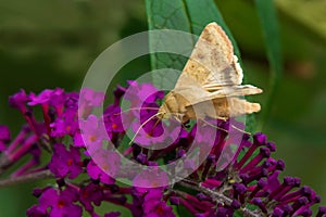 Corn Earworm Moth - Helicoverpa zea