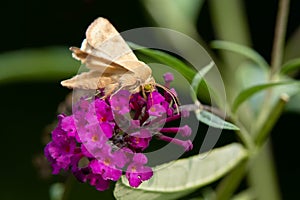 Corn Earworm Moth - Helicoverpa zea