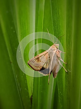 Corn earworms are perched on the grass, these insects are agricultural pests