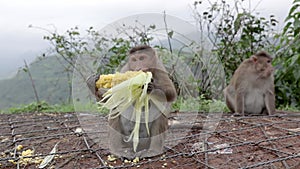 Corn eating monkey western indian specie of monkey