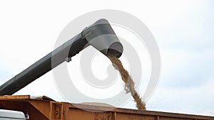 Corn falling from combine auger into grain cart. Combine harvester unloads grain in the box.