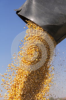 Corn Falling from Combine Harvester Auger into Grain Cart