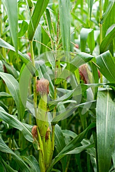 Corn farm