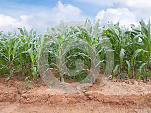 Corn farm