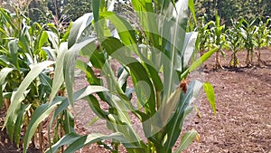 Corn farm field for industrial business