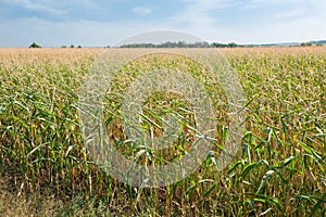 Corn on a farm field on a summer day