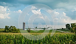 Corn Farm Landscape photo