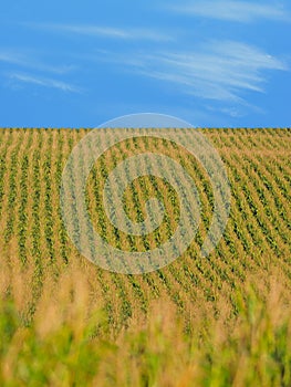 Corn on a farm in the Midwest
