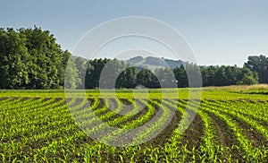 Corn farm production