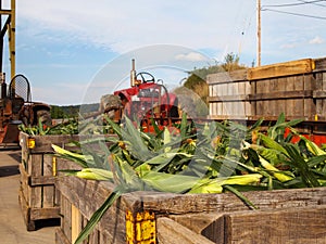 Corn And Farm Tractors