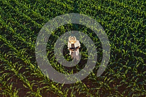 Corn farmer with drone remote controller in field