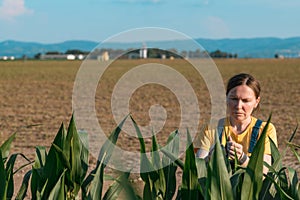 Corn farmer in field, portrait of agronomist woman