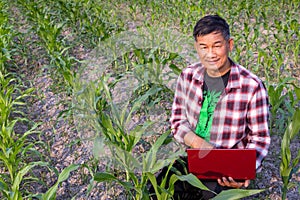 Corn farmers inspect corn fields for diseases growth