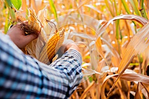 Corn farmers peeling corn amidst the dry fields represents the culmination of a season\'s efforts and the anticipation of a