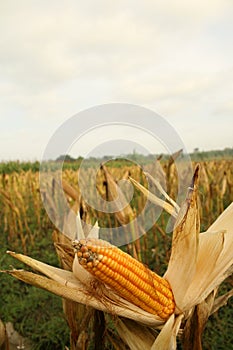 Corn farming