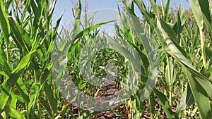 Corn farming field corn farm steadicam. green grass agriculture united states the nature video usa motion corn farm