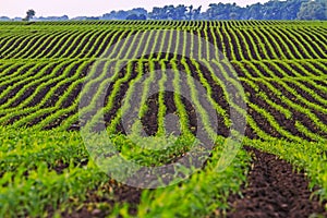 Corn farming field for making popcorn