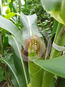 Corn Farming at a garden