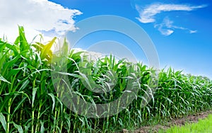 corn farming photo
