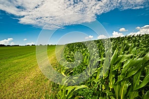 Corn on farmland in summer